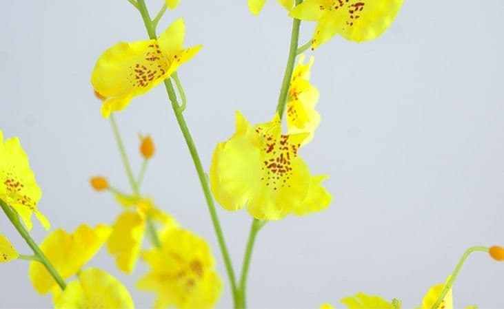 インテリア雑貨 鮮やかな蘭の花束